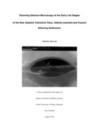 Scanning Electron Microscopy of the Early Life Stages of the New Zealand Yellowfoot Paua, Haliotis australis and Factors Affecting Settlement.