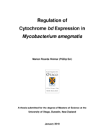 Regulation of Cytochrome bd Expression in Mycobacterium smegmatis