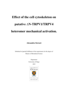 Effect of the cell cytoskeleton on putative ∆N-TRPV1/TRPV4 heteromer mechanical activation