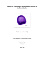 Photolyase expression in sea urchin larvae using in situ hybridization