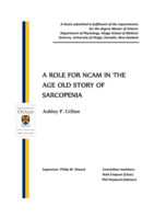 A role for NCAM in the age old story of sarcopenia