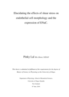 Elucidating the effects of shear stress on endothelial cell morphology and the expression of ENaC.