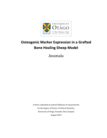 Osteogenic marker expression in a grafted bone healing sheep model