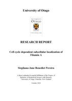 Cell cycle dependent subcellular localization of Filamin A