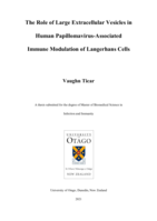 The Role of Large Extracellular Vesicles in Human Papillomavirus-Associated Immune Modulation of Langerhans Cells