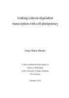 Linking cohesin-dependent transcription with cell pluripotency