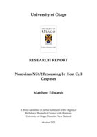Norovirus NS1/2 Processing by Host Cell Caspases