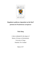 Regulatory pathways dependent on the RseP protease in Pseudomonas aeruginosa