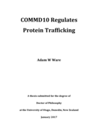 COMMD10 Regulates Protein Trafficking