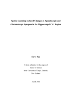 Spatial Learning-Induced Changes at Agmatinergic and Glutamatergic Synapses in the Hippocampal CA1 Region