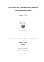 Driving away rats: candidate fertility targets for mammalian gene drives