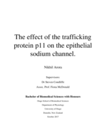 The effect of the trafficking protein p11 on the epithelial sodium channel
