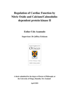 Regulation of cardiac function by nitric oxide and calcium/calmodulin-dependent protein kinase II