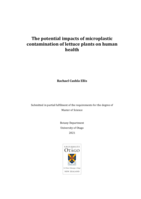 The potential impacts of microplastic contamination of lettuce plants on human health