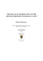 The impacts of microplastics on the Mottled Triplefin, Fosterygion Capito