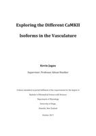 Exploring the Different CaMKII Isoforms in the Vasculature