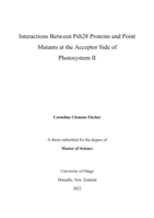 Interactions Between Psb28 Proteins and Point Mutants at the Acceptor Side of Photosystem II
