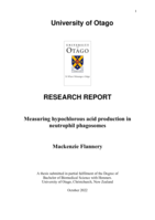 Measuring hypochlorous acid production in neutrophil phagosomes