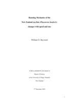 Running Mechanics of the New Zealand sea lion (Phocarctos hookeri): changes with speed and size