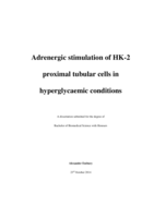 Adrenergic stimulation of HK-2 proximal tubular cells in hyperglycaemic conditions