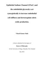 Epithelial Sodium Channel (ENaC) and the endothelial glycocalyx act synergistically to increase endothelial cell stiffness and downregulate nitric oxide production