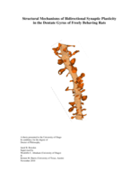 Structural mechanisms of bidirectional synaptic plasticity in the dentate gyrus of freely behaving rats