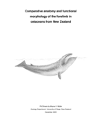 Comparative anatomy and functional morphology of the forelimb in cetaceans from New Zealand