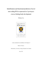 Identification and functional prediction of novel  non-coding RNAs expressed in Coprinopsis  cinerea fruiting body development