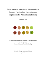 Sticky business: Adhesion of Microplastics to Common New Zealand Macroalgae and Implications for Phenanthrene Toxicity