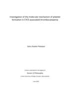 Investigation of the molecular mechanism of platelet formation in CYCS-associated thrombocytopenia