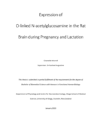 Expression of O-linked N-acetylglucosamine in the Rat Brain during Pregnancy and Lactation