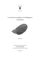 A Genomic Investigation of Waddington’s Assimilation