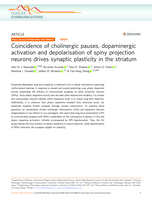 Coincidence of cholinergic pauses, dopaminergic activation and depolarisation of spiny projection neurons drives synaptic plasticity in the striatum