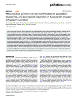 Mitochondrial genomes reveal mid-Pleistocene population divergence, and post-glacial expansion, in Australasian snapper (Chrysophrys auratus)