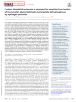 Carbon dioxide/bicarbonate is required for sensitive inactivation of mammalian glyceraldehyde-3-phosphate dehydrogenase by hydrogen peroxide