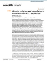 Genetic variation as a long-distance modulator of RAD21 expression in humans