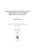 Effect of ghrelin on food intake and AgRP neuron activity during pregnancy and lactation