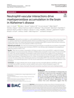 Neutrophil-vascular interactions drive myeloperoxidase accumulation in the brain in Alzheimer’s disease