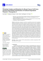 Ascorbate Uptake and Retention by Breast Cancer Cell Lines and the Intracellular Distribution of Sodium-Dependent Vitamin C Transporter 2