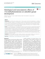 Histological and transcriptomic effects of 17α-methyltestosterone on zebrafish gonad development