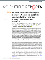 An ovine hepatorenal fibrocystic model of a Meckel-like syndrome associated with dysmorphic primary cilia and TMEM67 mutations