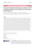 An atlas of spider development at single-cell resolution provides new insights into arthropod embryogenesis