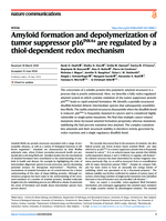 Amyloid formation and depolymerization of tumor suppressor p16INK4a are regulated by a thiol-dependent redox mechanism