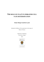 The role of Stag1 in zebrafish cell fate determination