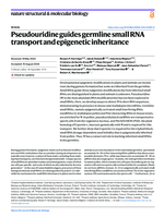 Pseudouridine guides germline small RNA transport and epigenetic inheritance