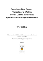 Guardian of the barrier: The role of a-ENaC in breast cancer invasion and epithelial-mesenchymal plasticity