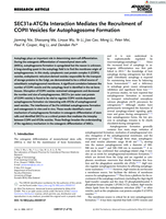 SEC31a-ATG9a Interaction Mediates the Recruitment of COPII Vesicles for Autophagosome Formation