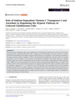 Role of Sodium-Dependent Vitamin C Transporter-2 and Ascorbate in Regulating the Hypoxic Pathway in Cultured Glioblastoma Cells
