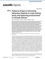 Patterns of sperm swimming behaviour depend on male mating tactic and spawning environment in chinook salmon