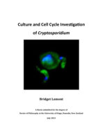 Culture and cell cycle investigation of Cryptosporidium